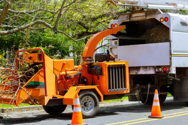 Best Tree Preservation Services  in Miami Shores, FL