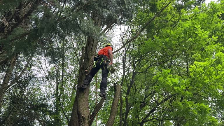 Best Hazardous Tree Removal  in Miami Shores, FL